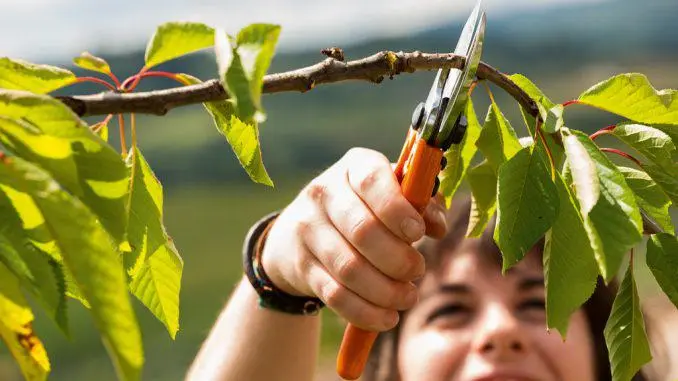 La poda de árboles: Consejos y Técnicas para un Crecimiento Saludable - Cuáles son los meses de poda en Argentina aprender a podar arboles - Cuáles son los meses de poda en Argentina