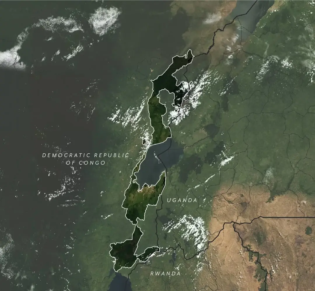Los Pulmones del Planeta: Virunga, un Ecosistema en Peligro - Cuáles son los pulmones del planeta arboles pulmones del planeta - Cuáles son los pulmones del planeta