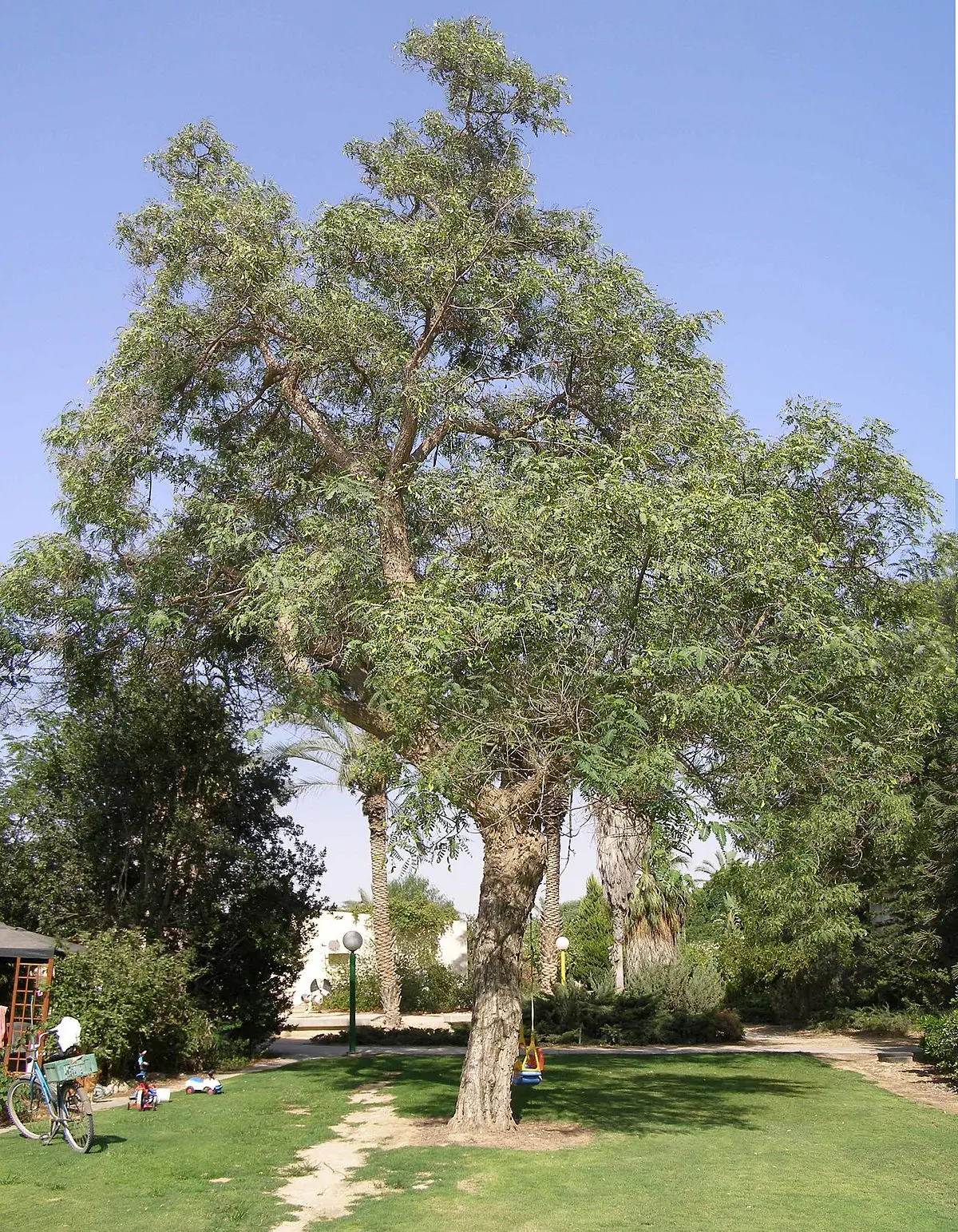 Tipa: El Árbol de la Primavera Argentina - Cuándo florece la tipa en Argentina arbol tipuana tipu - Cuándo florece la tipa en Argentina