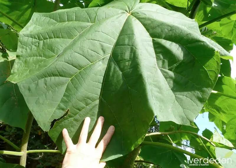 El árbol kiri: ¿Pierde sus hojas en invierno? Todo sobre su follaje - Cuándo pierde la hoja la Paulownia arbol kiri hoja perenne - Cuándo pierde la hoja la Paulownia