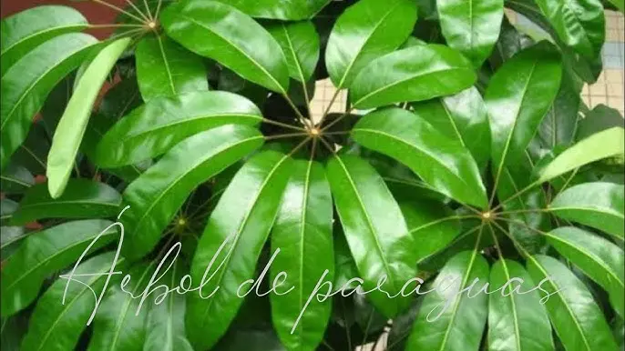 Guía Completa para el Cuidado del Árbol Pulpo: Consejos para una Planta Saludable - Cuándo podar la schefflera arbol pulpo cuidados - Cuándo podar la schefflera