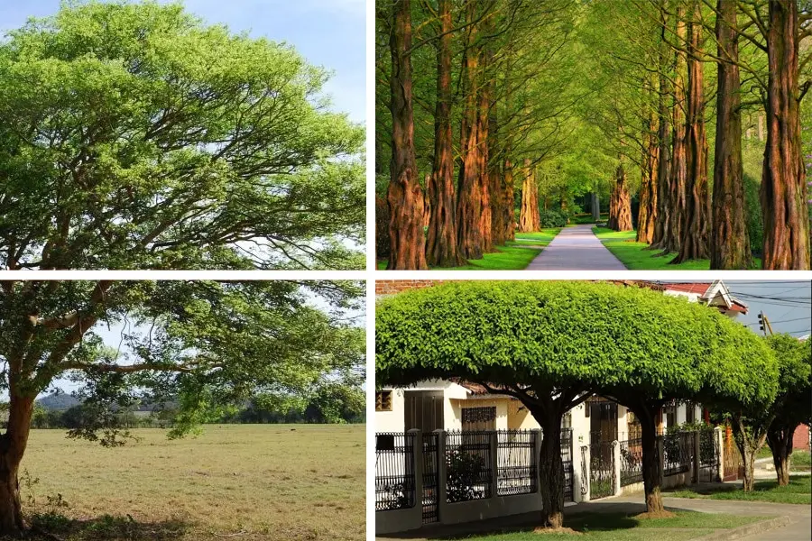 Cómo podar árboles de sombra: guía completa para un crecimiento saludable - Cuándo podar las plantas de sombra como podar arboles de sombra - Cuándo podar las plantas de sombra