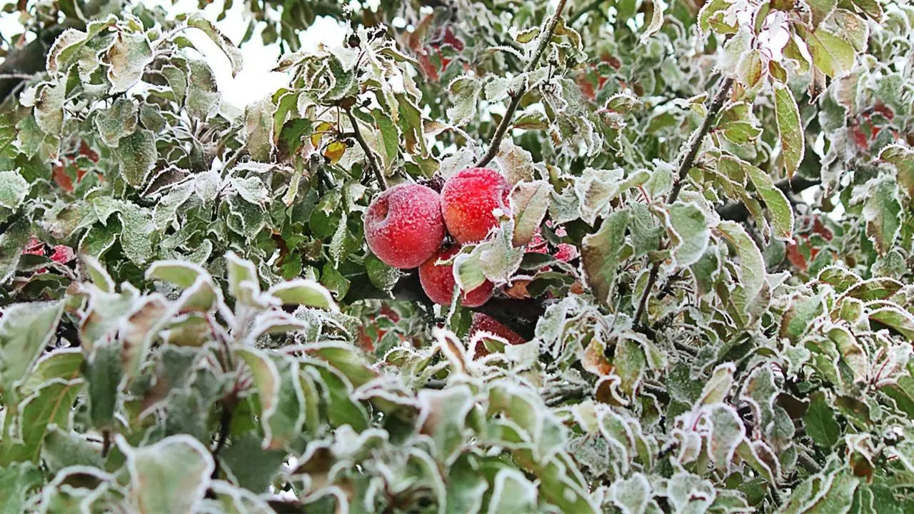 como cuidar los arboles frutales en invierno - Cuándo se echa cobre a los frutales