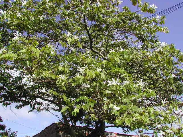 Poda del Árbol Pezuña de Vaca: Guía Completa para su Mantenimiento - Cuándo se poda el árbol pezuña de vaca pezuña de vaca arbolado publico - Cuándo se poda el árbol pezuña de vaca