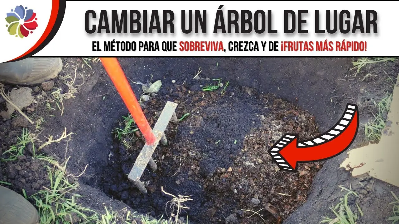 como trasplantar un arbol de pomelo - Cuándo transplantar un citrico