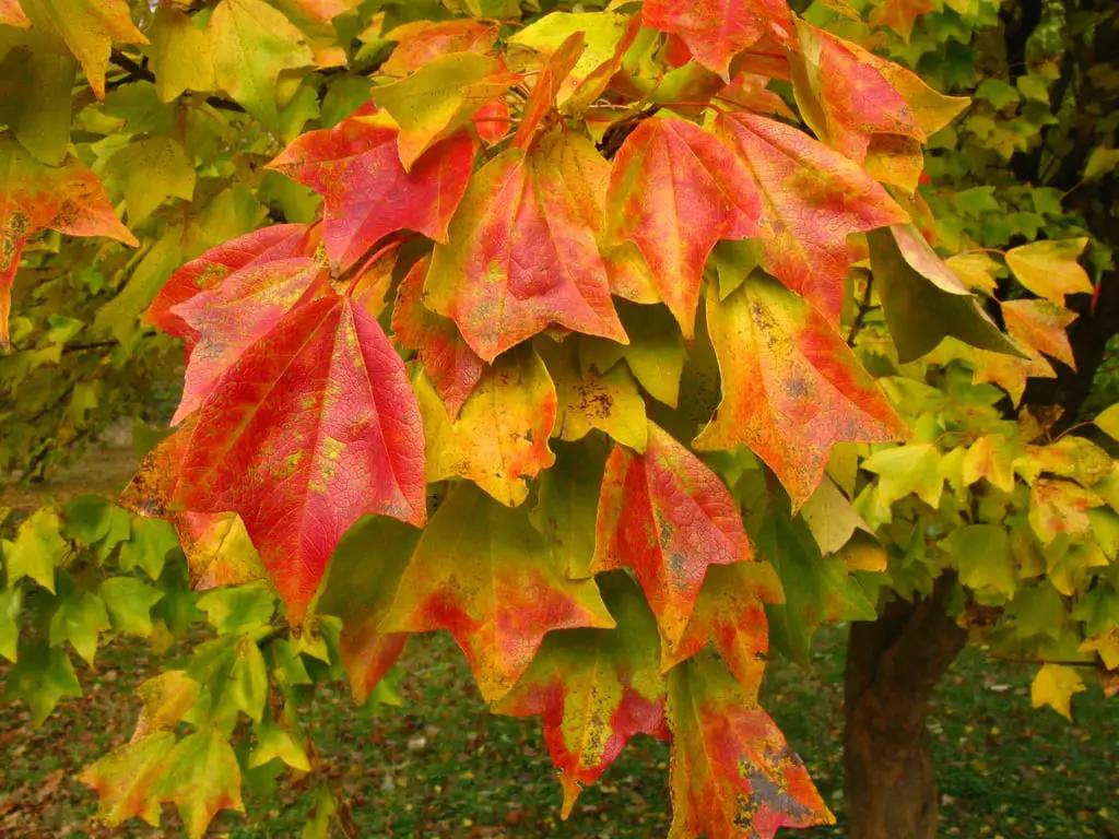 Acer Buergerianum: Guía Completa para su Cultivo - Cuándo trasplantar arce Buergerianum arbol acer buergerianum - Cuándo trasplantar arce Buergerianum