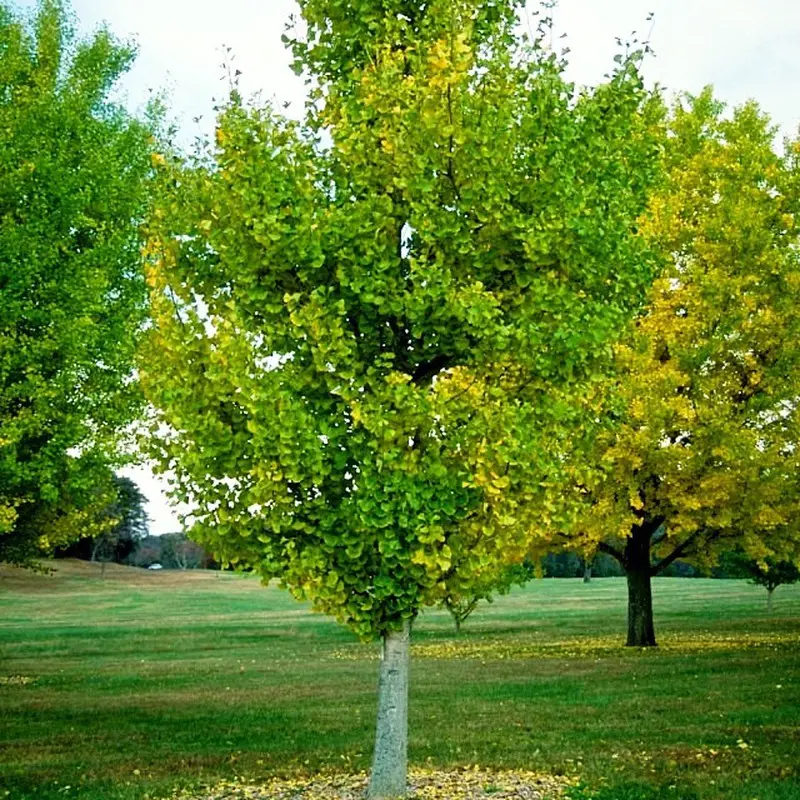 Ginkgo Biloba: Una Especie Única con Variedades Distintas - Cuántas clases de ginkgo biloba hay arbol de ginkgo sl - Cuántas clases de ginkgo biloba hay