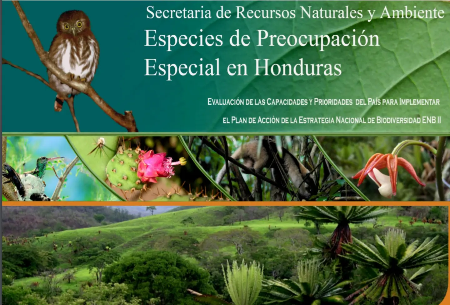 Árboles Nativos de Honduras: Una Flora Rica y Amenazada - Cuántas especies nativas existen en Honduras arboles nativos de honduras - Cuántas especies nativas existen en Honduras