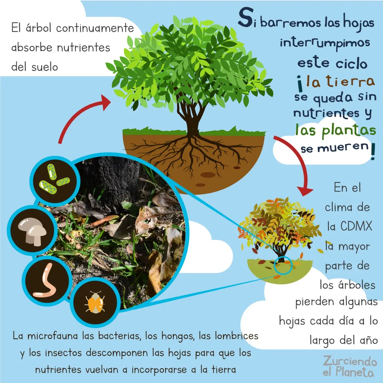 Función de las Hojas en los Árboles: La Fábrica de Alimentos - Cuántas funciones tiene la hoja cuál es la función de las hojas delos árboles - Cuántas funciones tiene la hoja