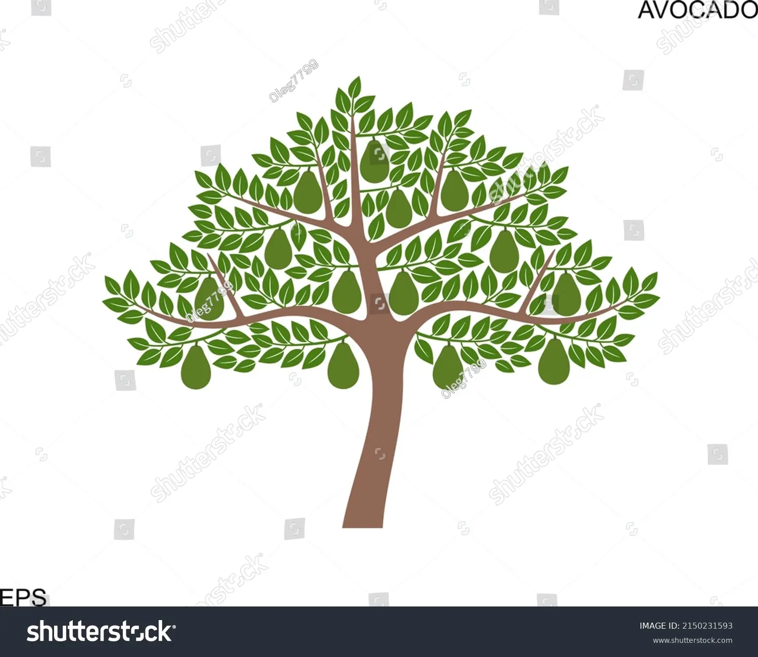 El Árbol de Aguacate: Un Viaje por su Crecimiento y Fructificación - Cuántas veces al año da fruto el aguacate arbol de aguacate animado - Cuántas veces al año da fruto el aguacate