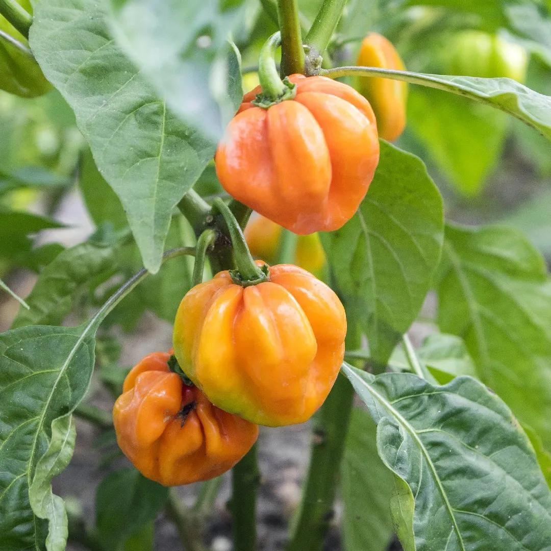 Cultivo del chile habanero: desde la germinación hasta la cosecha - Cuántas veces se riega el habanero arbol de habanero - Cuántas veces se riega el habanero