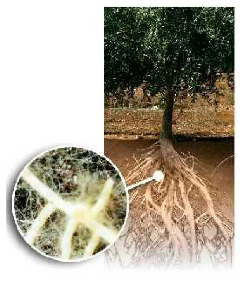 Raíz de árbol almendro: Explorando su crecimiento y características - Cuánto crece la raíz de un almendro raiz de arbol almendro - Cuánto crece la raíz de un almendro