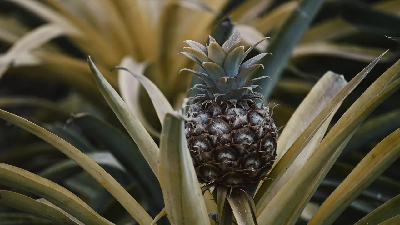 La piña: ¿árbol o arbusto? Descubre su fascinante ciclo de vida - Cuánto crece un árbol de piña piña arbol o arbusto - Cuánto crece un árbol de piña