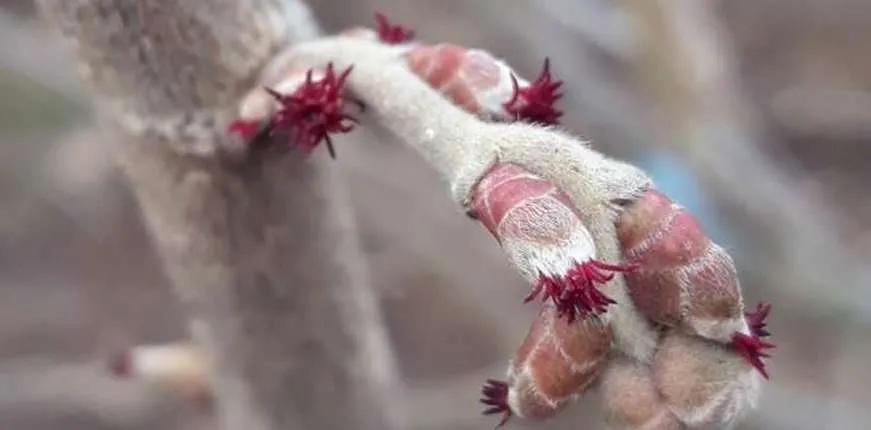 El Avellano Europeo: Cultivo, Reproducción y Ciclo de Vida - Cuánto crece un avellano europeo arbol avellana europea - Cuánto crece un avellano europeo