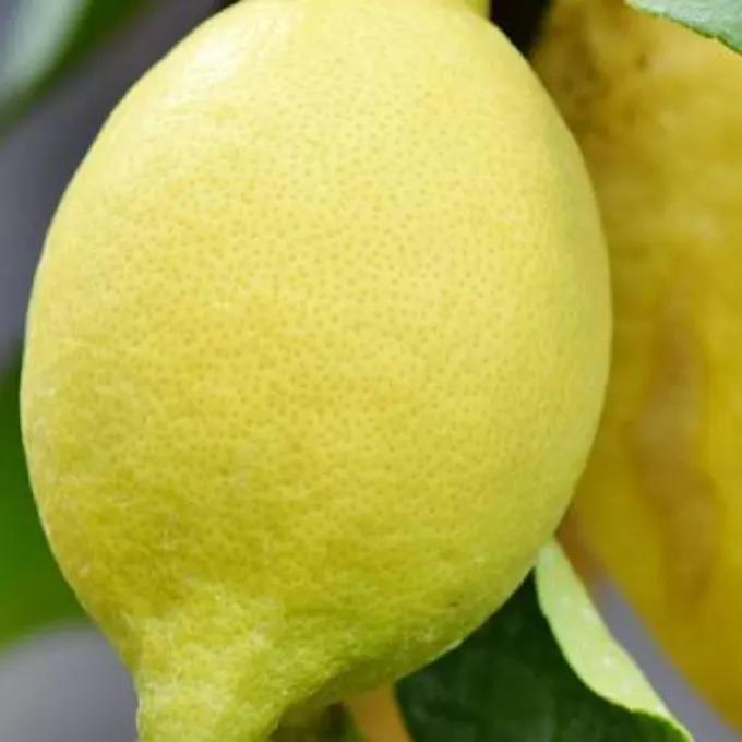 <b>Cultivar un Limonero en Maceta</b>: Guía Completa para un Arbolito Feliz - Cuánto crece un limonero en maceta arbol limonero en maceta - Cuánto crece un limonero en maceta