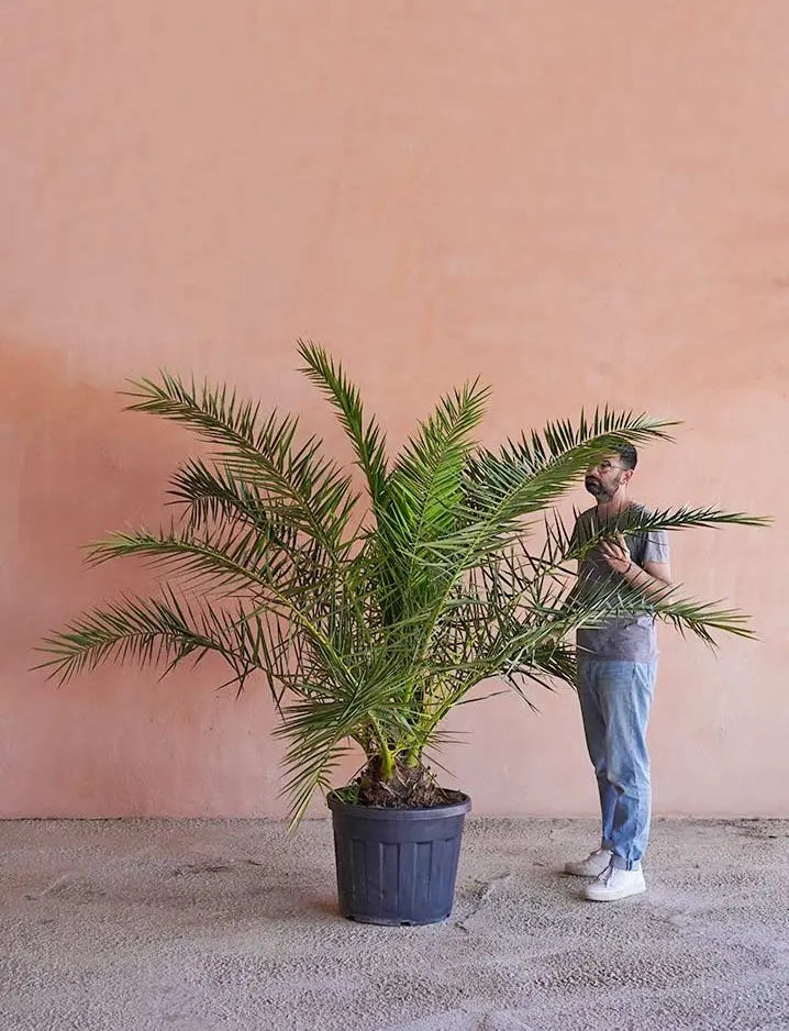 arbol fenix - Cuánto crece una palmera canaria en maceta