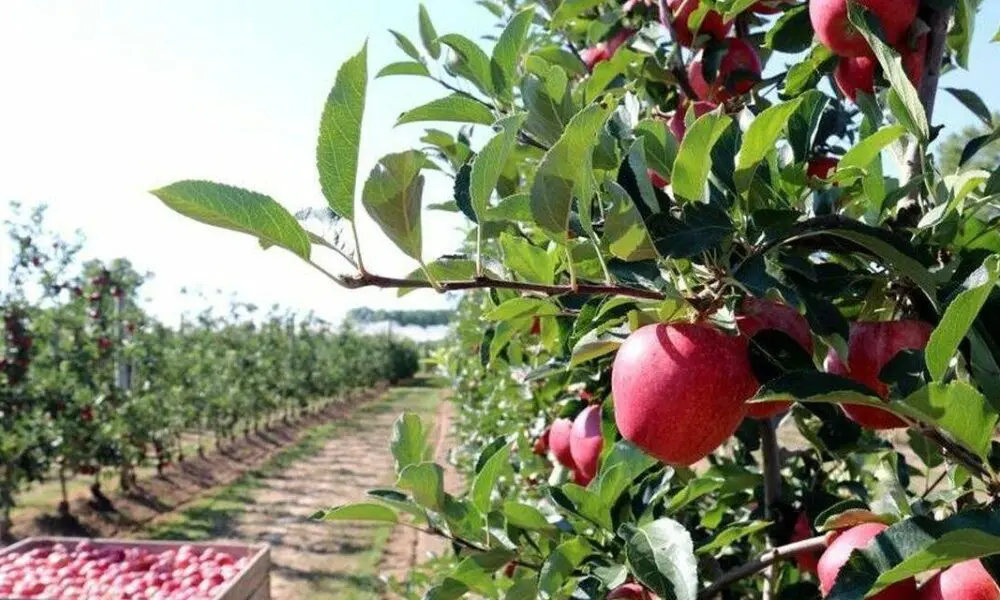 La poda de árboles: Consejos y Técnicas para un Crecimiento Saludable - Cuánto cuesta podar un árbol en Argentina en 2024 aprender a podar arboles - Cuánto cuesta podar un árbol en Argentina en 2024