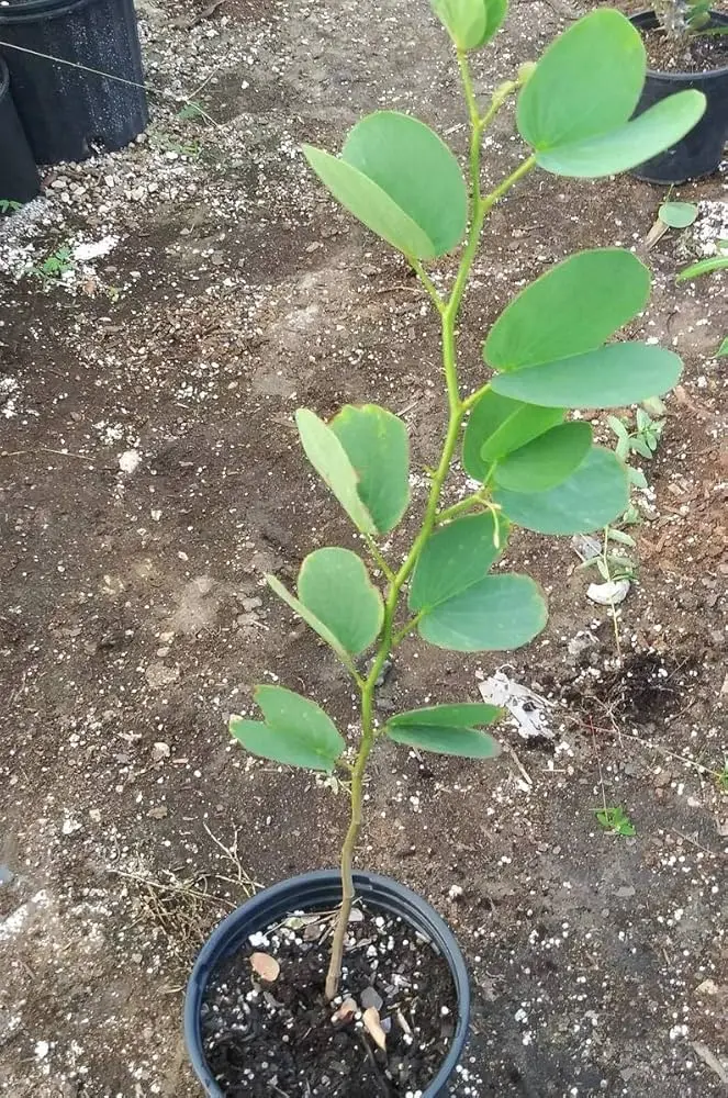 Árbol Pata de Vaca Precio: Guía Completa para tu Jardín - Cuánto cuesta un árbol de pata de vaca arbol pata de vaca precio - Cuánto cuesta un árbol de pata de vaca
