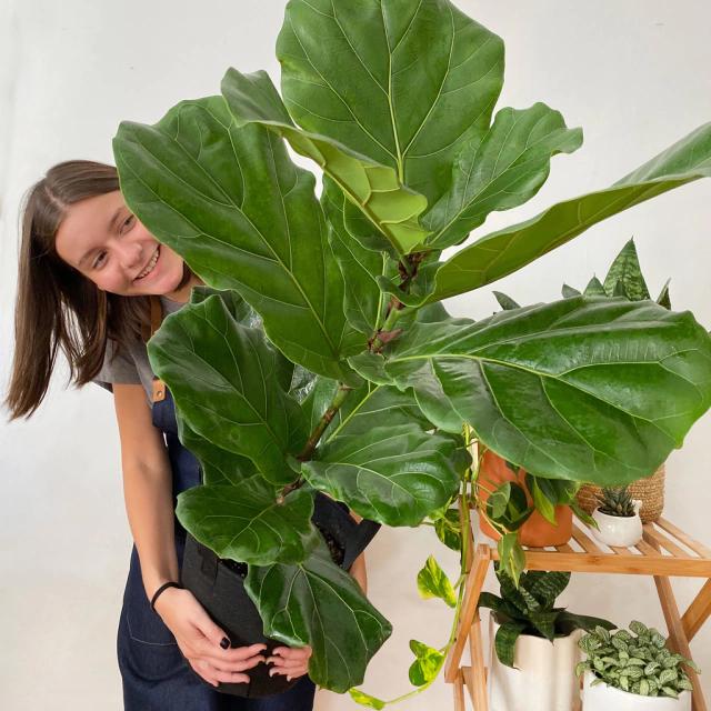 Ficus: Precio, Cuidados y Dónde Comprar - Cuánto cuesta un ficus en Argentina arbol ficus precio - Cuánto cuesta un ficus en Argentina