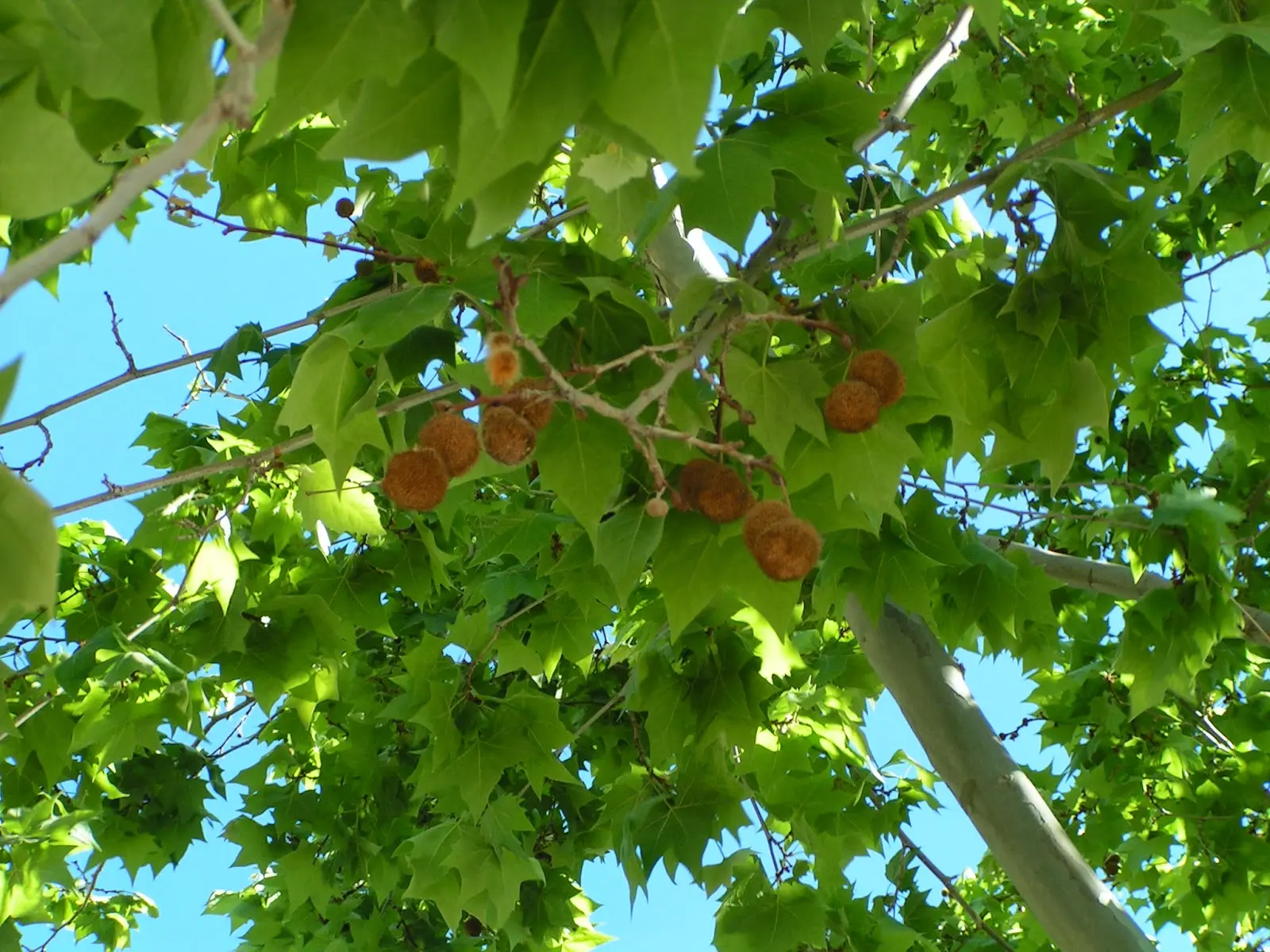 Alergia al Plátano de Sombra: Síntomas, Causas y Tratamiento - Cuánto dura la alergia al plátano arbol platanero alergia - Cuánto dura la alergia al plátano