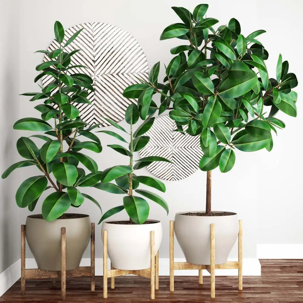 El árbol del caucho: Guía completa para su cuidado y longevidad - Cuánto dura un árbol de caucho arbol del caucho cuidados - Cuánto dura un árbol de caucho