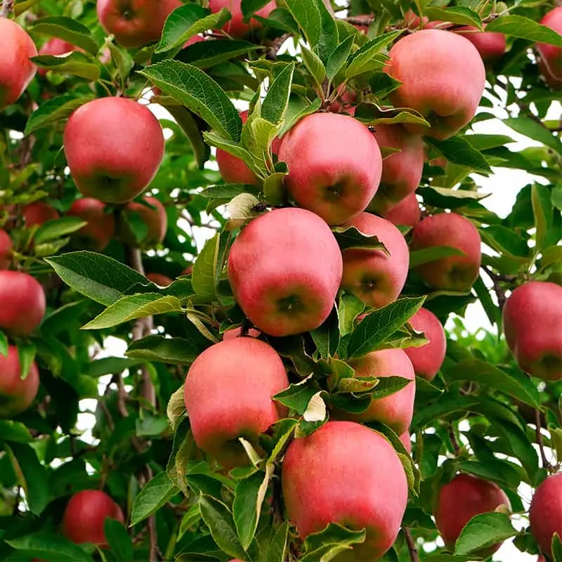 Altura de un árbol de manzana: Guía completa para su cultivo - Cuánto espacio necesita un árbol de manzana altura de un arbol de manzana - Cuánto espacio necesita un árbol de manzana