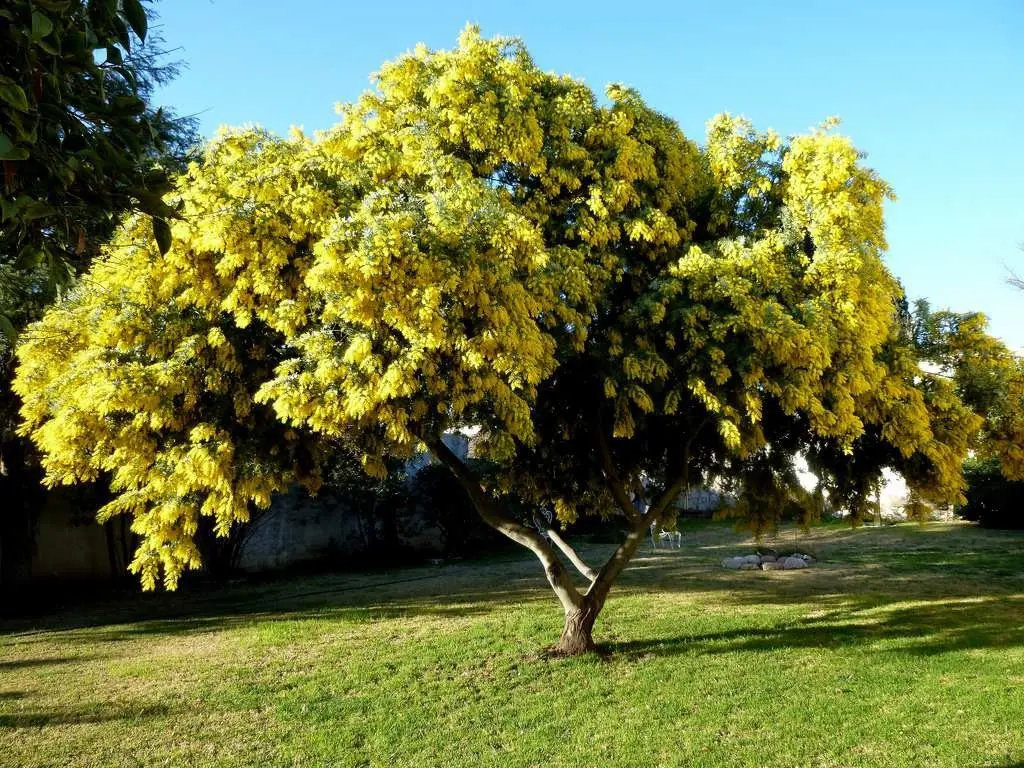 Acacia Longifolia: Un árbol de rápido crecimiento con múltiples usos - Cuánto llega a medir un árbol de acacia acacia longifolia arbol - Cuánto llega a medir un árbol de acacia