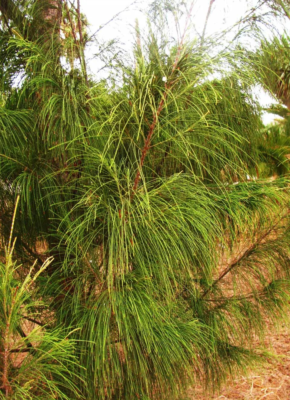 Casuarina Equisetifolia: El Árbol de la Costa - Cuánto llega a medir una casuarina casuarina equisetifolia arbol - Cuánto llega a medir una casuarina