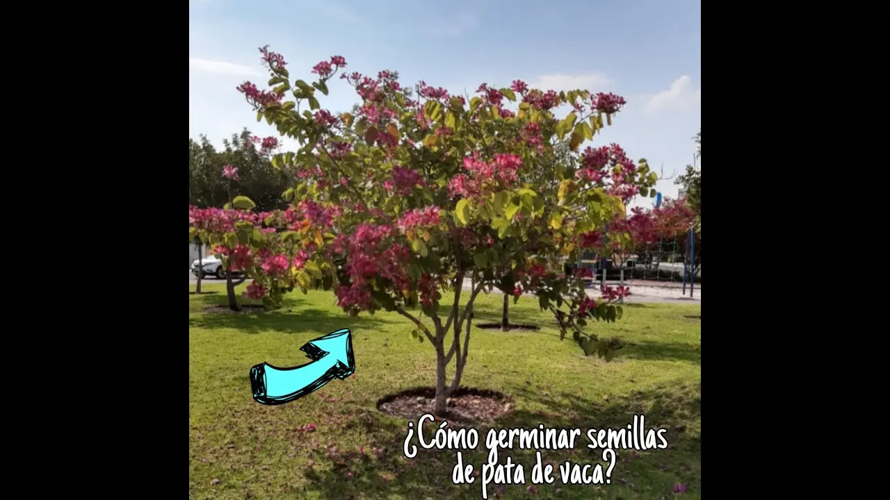 Cuánto tarda en crecer un árbol pata de vaca: Guía completa - Cuánto mide el árbol pata de vaca arbol pata de vaca cuanto tarda en crecer - Cuánto mide el árbol pata de vaca
