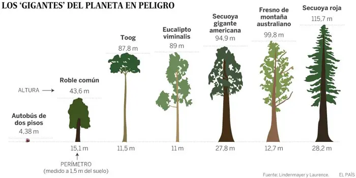 Cuánto Mide un Eucalipto: Guía Completa de su Crecimiento y Dimensiones - Cuánto mide un eucalipto de 10 años cuanto mide el arbol de eucalipto - Cuánto mide un eucalipto de 10 años