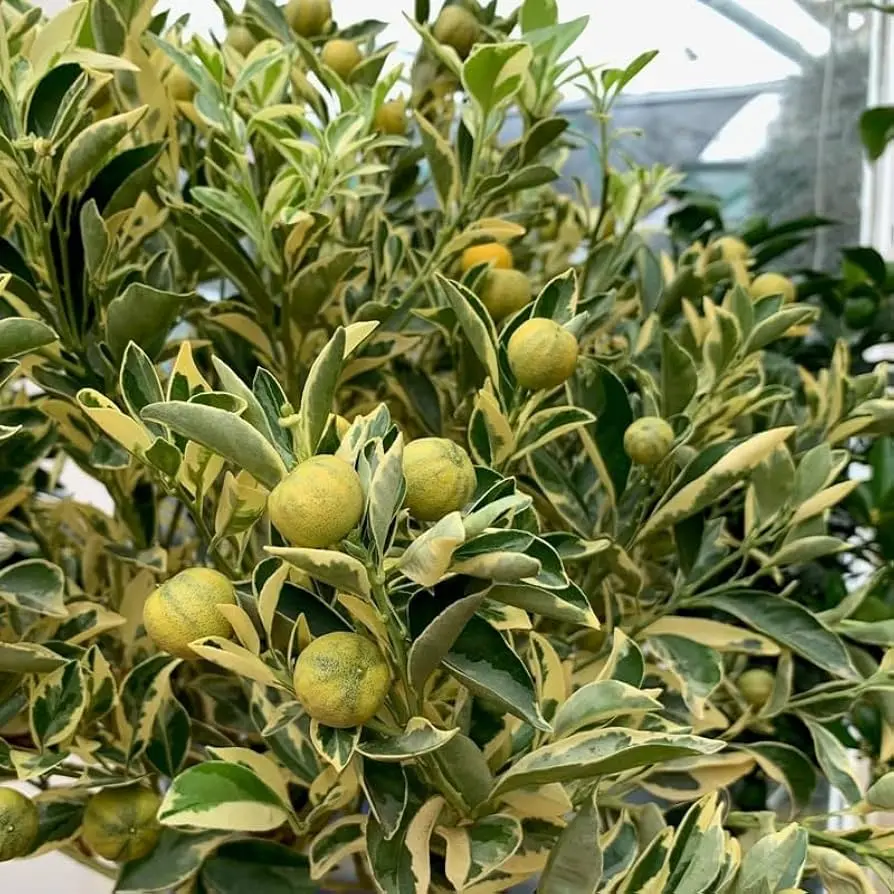 El Limonero Enano: Guía Completa para su Cultivo en Casa - Cuánto mide un limonero enano arbol limonero pequeño - Cuánto mide un limonero enano