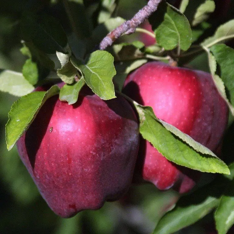 Altura de un árbol de manzana: Guía completa para su cultivo - Cuánto puede crecer un árbol de manzana altura de un arbol de manzana - Cuánto puede crecer un árbol de manzana