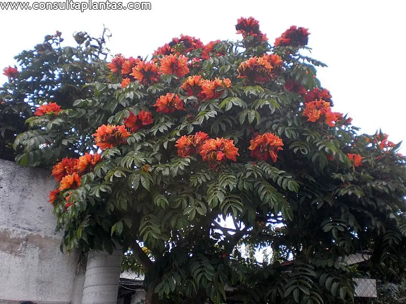 arbol de gabon - Cuánto tarda en crecer el tulipán africano