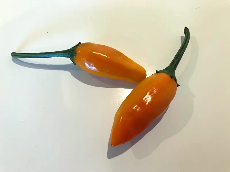Cultivo del chile habanero: desde la germinación hasta la cosecha - Cuánto tarda en crecer la planta de chile habanero arbol de habanero - Cuánto tarda en crecer la planta de chile habanero