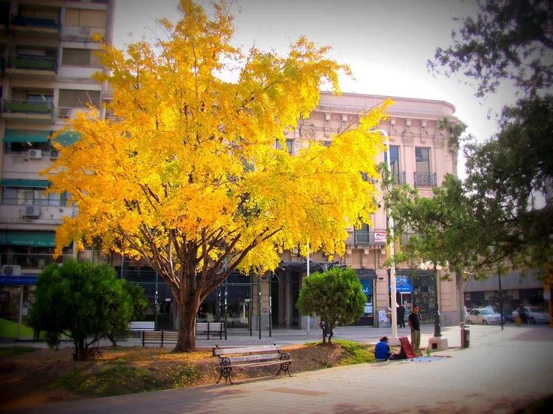 arbol de ginkgo biloba argentina - Cuánto tarda en crecer un árbol de Ginkgo Biloba