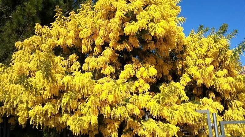 acacia mimosa arbol - Cuánto tarda en crecer un árbol de mimosa