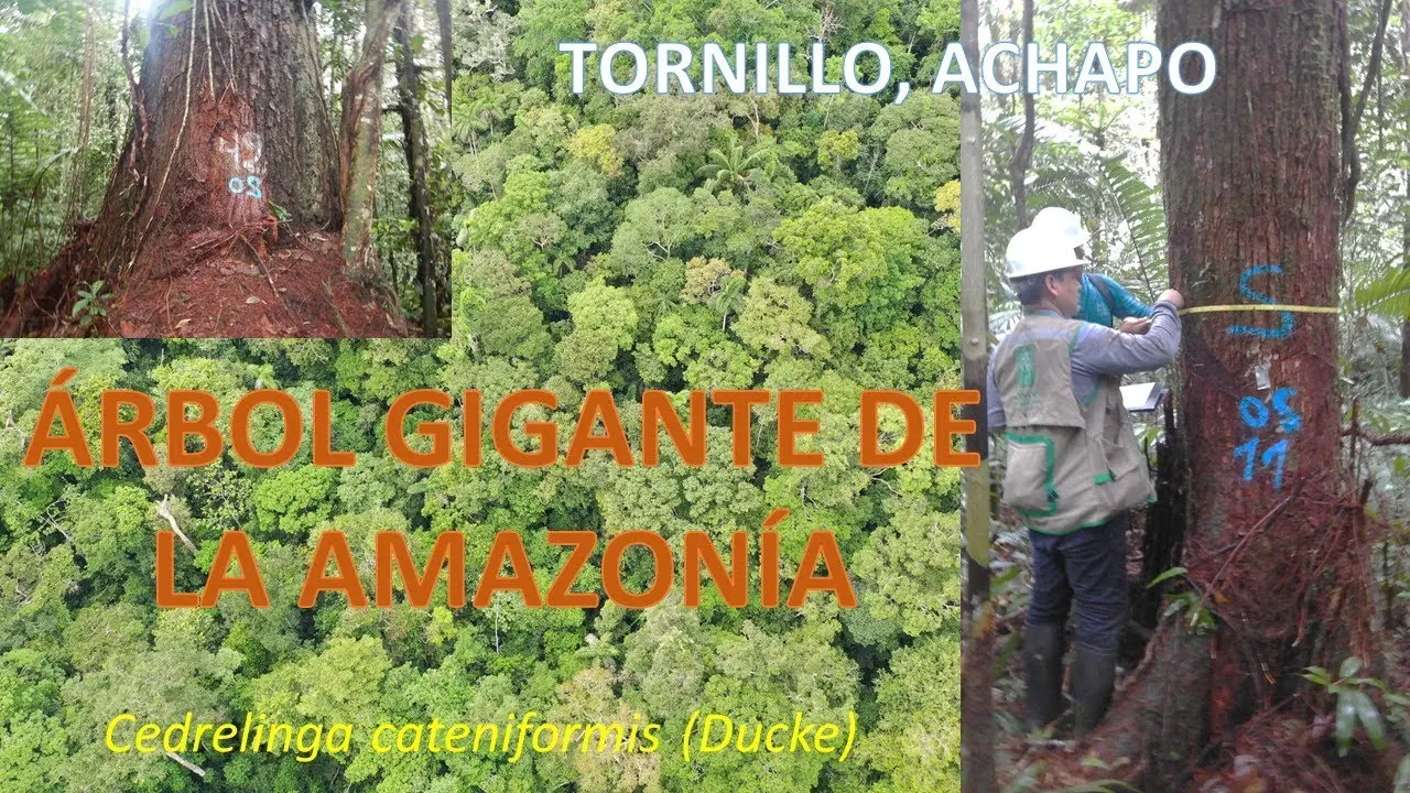Árbol Tornillo: Características, Crecimiento y Distribución - Cuánto tarda en crecer un árbol de tornillo arbol madera tornillo - Cuánto tarda en crecer un árbol de tornillo