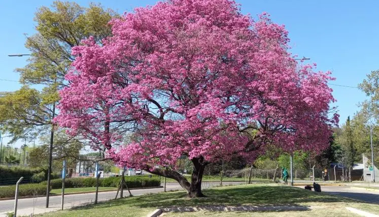 Lapacho Rosado: Un árbol con propiedades medicinales y una historia fascinante - Cuánto tarda en crecer un lapacho rosado arbol de lapacho rosado - Cuánto tarda en crecer un lapacho rosado