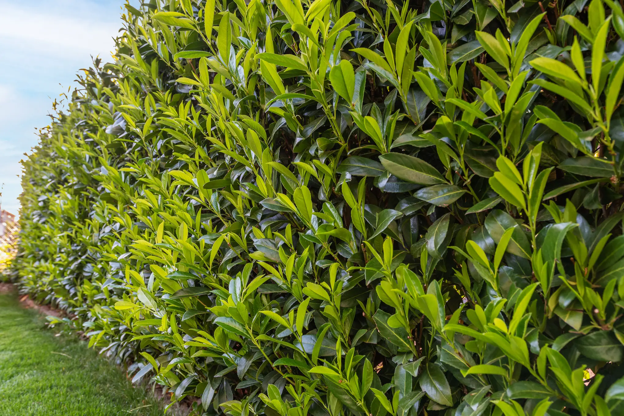 arbol de laurel caracteristicas - Cuánto tarda en crecer un laurel