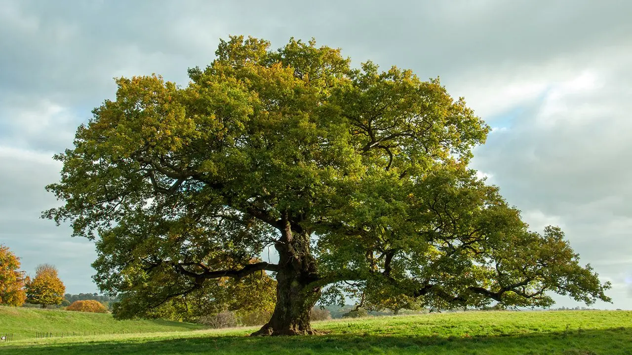 El Roble Chileno: Un Gigante de la Flora Nacional - Cuánto tarda en crecer un roble chileno arbol roble chileno - Cuánto tarda en crecer un roble chileno