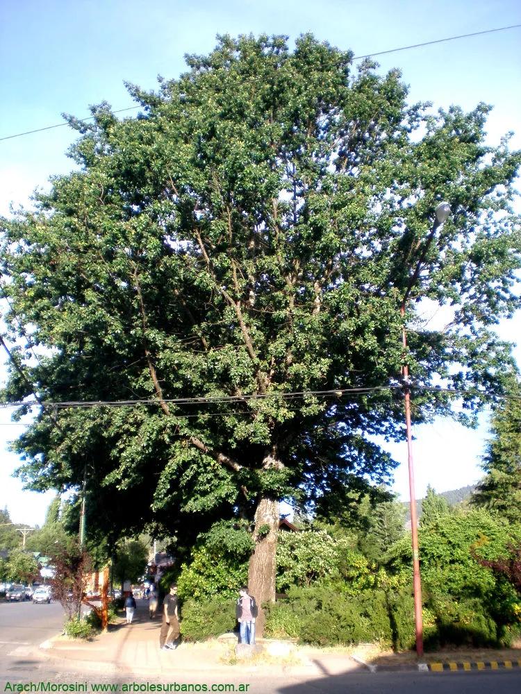 Roble Europeo: Un Gigante de la Naturaleza - Cuánto tarda en crecer un roble europeo roble europeo arbolado - Cuánto tarda en crecer un roble europeo