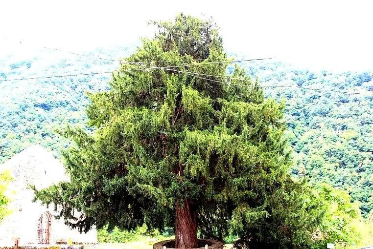 Tejo: Características, usos y cultivo de este árbol longevo - Cuánto tarda en crecer un tejo arbol tejo caracteristicas - Cuánto tarda en crecer un tejo
