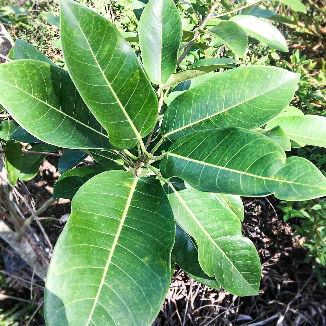 Ficus Gigante: Guía Completa para el Cultivo y Cuidado - Cuánto tiempo tarda en crecer un árbol ficus arbol ficus gigante - Cuánto tiempo tarda en crecer un árbol ficus