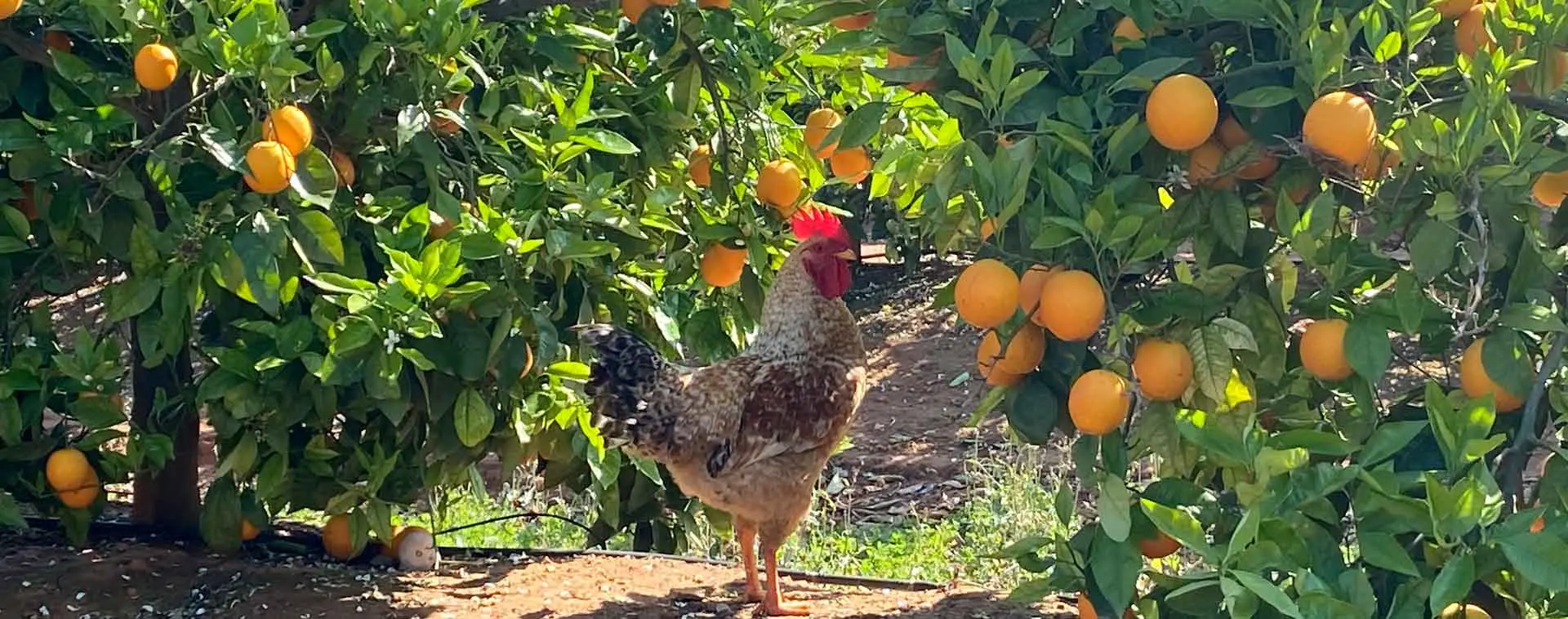 El Arte del Bonsái Naranjo: Guía Completa para su Cuidado - Cuánto tiempo tarda en dar el árbol de naranja arbol de naranja bonsai - Cuánto tiempo tarda en dar el árbol de naranja
