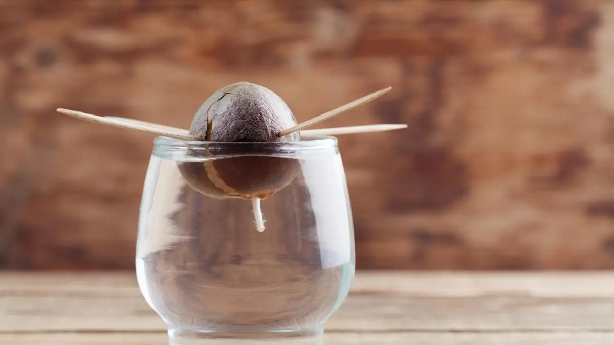 Cultivar un árbol de aguacate en maceta: Guía completa para principiantes - Cuánto tiempo tarda en dar fruto el aguacate en maceta arbol aguacate en maceta - Cuánto tiempo tarda en dar fruto el aguacate en maceta