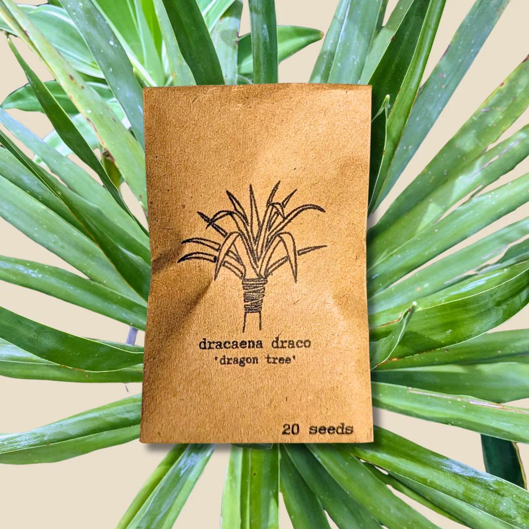 arbol sangre de dragon semillas - Cuánto tiempo tardan en germinar las semillas de drago
