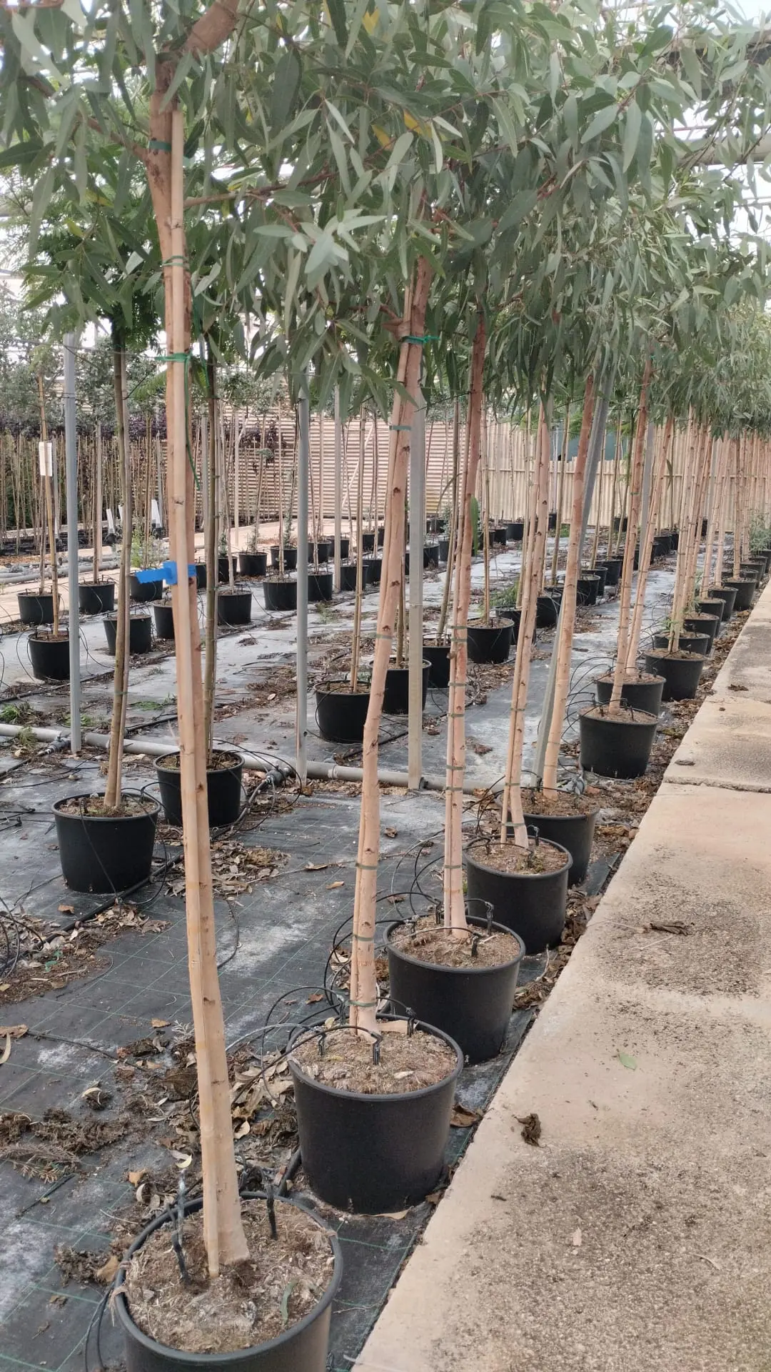 venta arbol eucalipto - Cuánto vale la planta de eucalipto