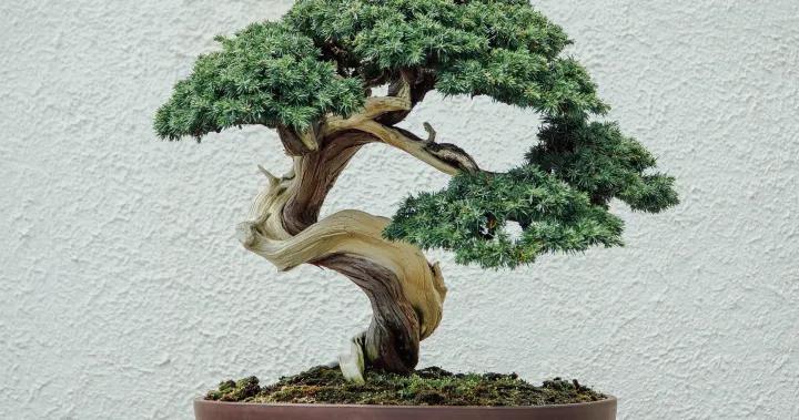 Cuánto Cuesta un Árbol Bonsái: Guía de Precios y Factores a Considerar - Cuánto vale un bonsái de 400 años cuanto cuesta un arbol bonsai - Cuánto vale un bonsái de 400 años