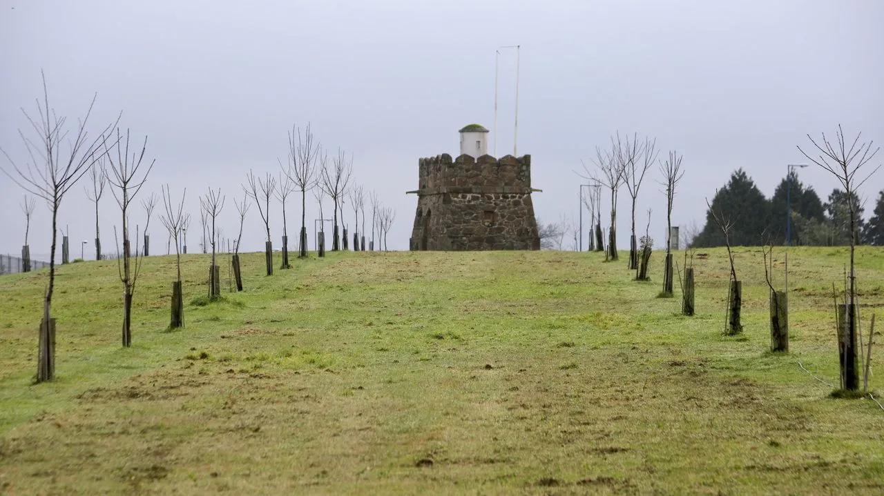Cuántos árboles de eucalipto caben en una hectárea: Guía práctica para el propietario forestal - Cuánto vale una hectárea de eucalipto cuantos arboles de eucalipto caben en una hectarea - Cuánto vale una hectárea de eucalipto