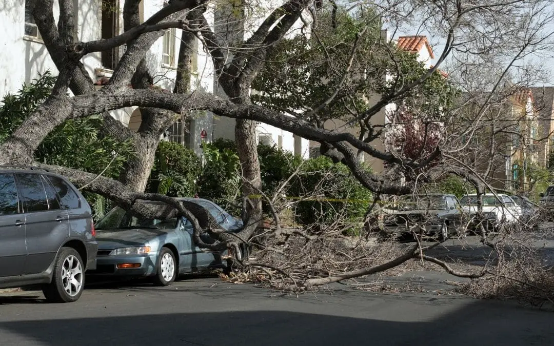 Caída de Árboles por Viento: Factores y Prevención - Cuánto viento hace falta para tirar un árbol caida de arboles por viento - Cuánto viento hace falta para tirar un árbol